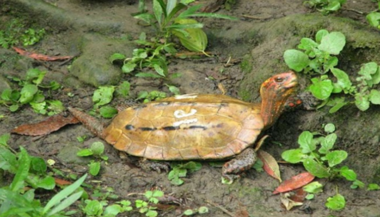 السلاحف تنتمي إلى نوعين مدرجين على القائمة الحمراء للأنواع المهددة