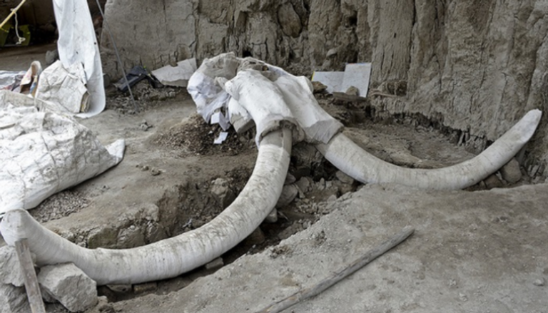 العثور على بقايا حيوانات ماموث بالمكسيك عمرها 15 ألف عام