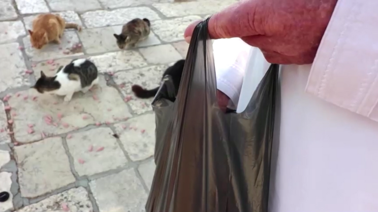 الفلسطيني غسان يونس يُطعم القطط بالحرم القدسي