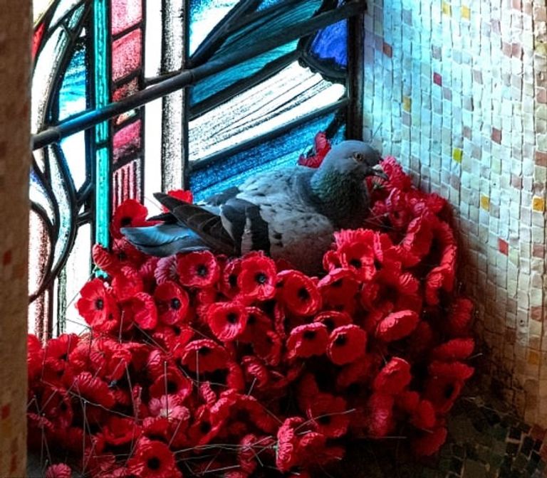 الحمامة تبني العش من زهور الخشخاش