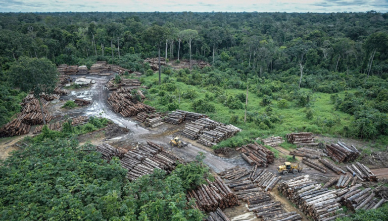 موسم الأمطار يقلل من معدل إزالة الأشجار بالأمازون البرازيلية - أرشيفية
