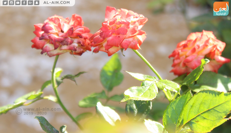 الورد البلدي يزهر 4 مرات في العام و بينها فصل الخريف زهرة بنت القنصل.. ملكة جمال زهور الخريف بمعرض مصر