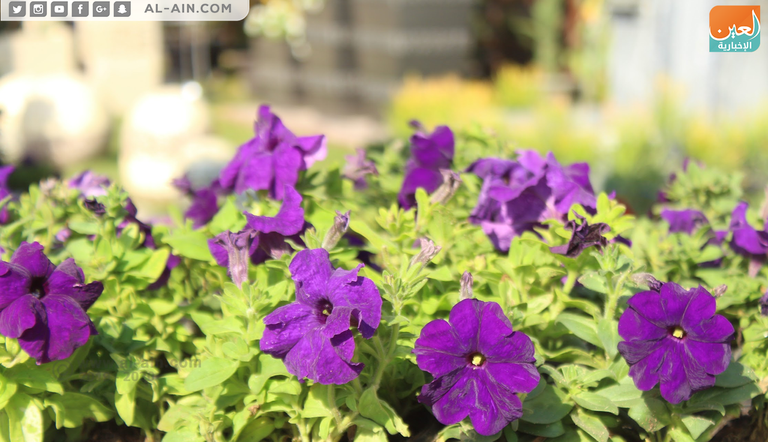 زهور الخريف زهرة بنت القنصل.. ملكة جمال زهور الخريف بمعرض مصر