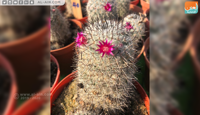 زهرة بنت القنصل.. ملكة جمال زهور الخريف بمعرض مصر