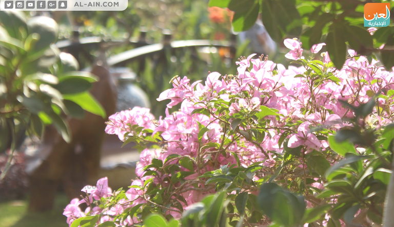 زهور الخريف زهرة بنت القنصل.. ملكة جمال زهور الخريف بمعرض مصر
