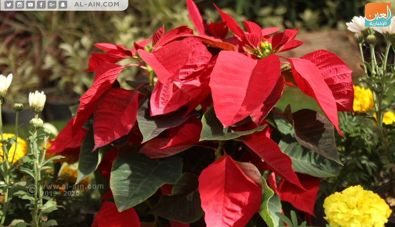 زهرة بنت القنصل .. ملكة جمال زهور الخريف بمعرض مصر زهرة بنت القنصل.. ملكة جمال زهور الخريف بمعرض مصر