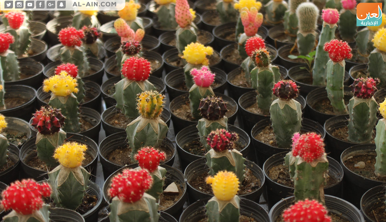 الصبار الهجين الملون زهرة بنت القنصل.. ملكة جمال زهور الخريف بمعرض مصر