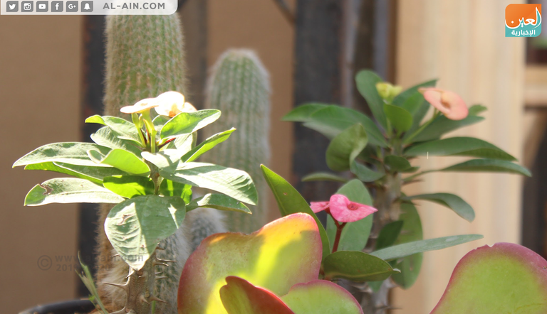 صبار زهرة بنت القنصل.. ملكة جمال زهور الخريف بمعرض مصر