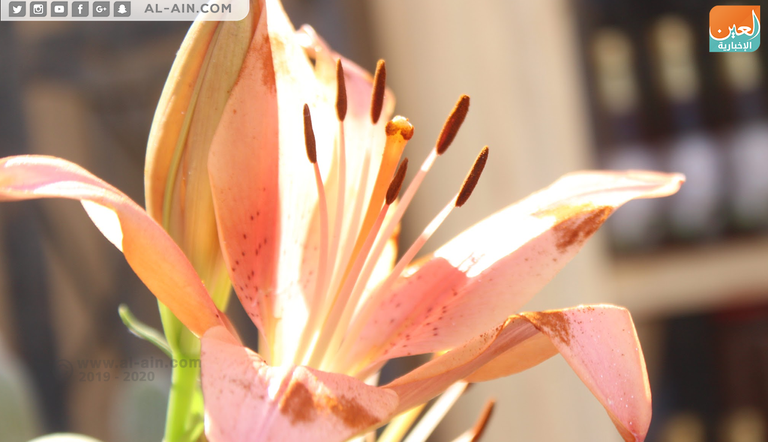 فصيلة الأبصال - ليليام زهرة بنت القنصل.. ملكة جمال زهور الخريف بمعرض مصر