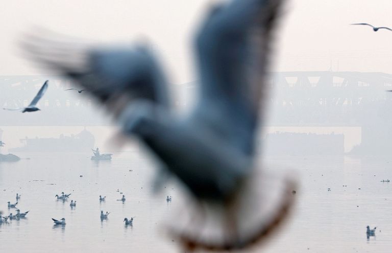 الضباب الدخاني يلف العاصمة الهندية مع تراجع حاد في جودة الهواء