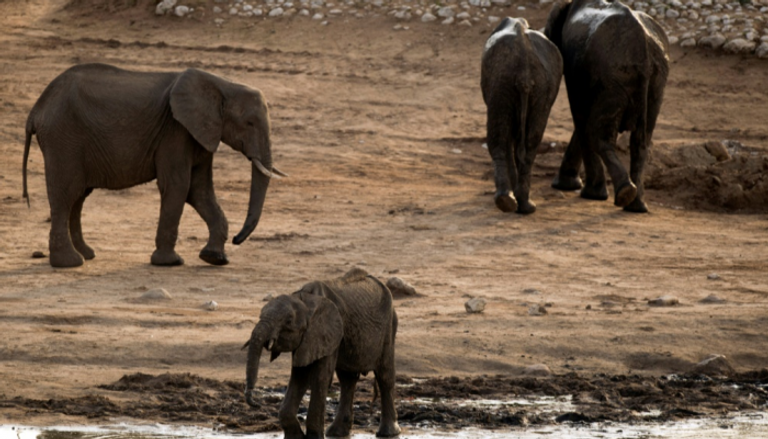 قطيع الحيوانات المقرر نقلها يضم 600 فيل