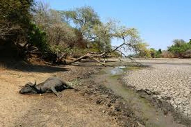 الجفاف كان سببا في عملية النقل - أرشيفية