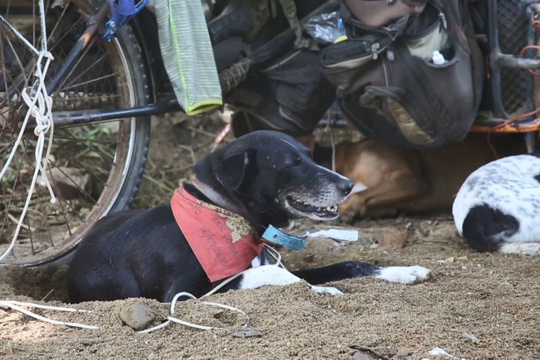 بيروس مع كلابه أثناء إحدى رحلاته