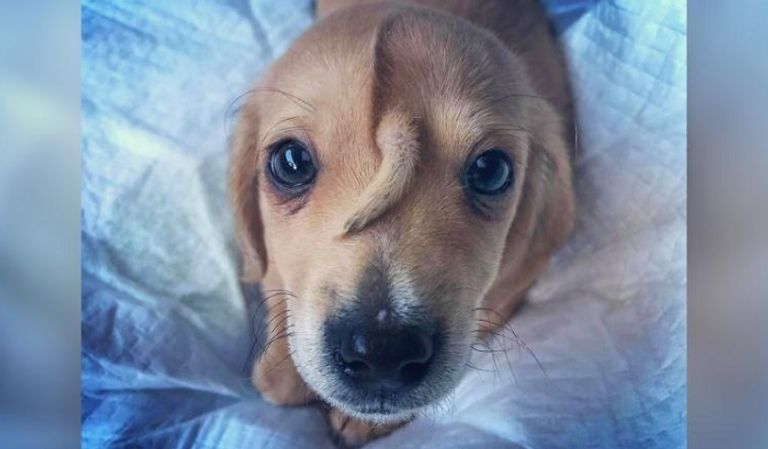 إنقاذ جرو لديه ذيل ثانٍ في جبهته