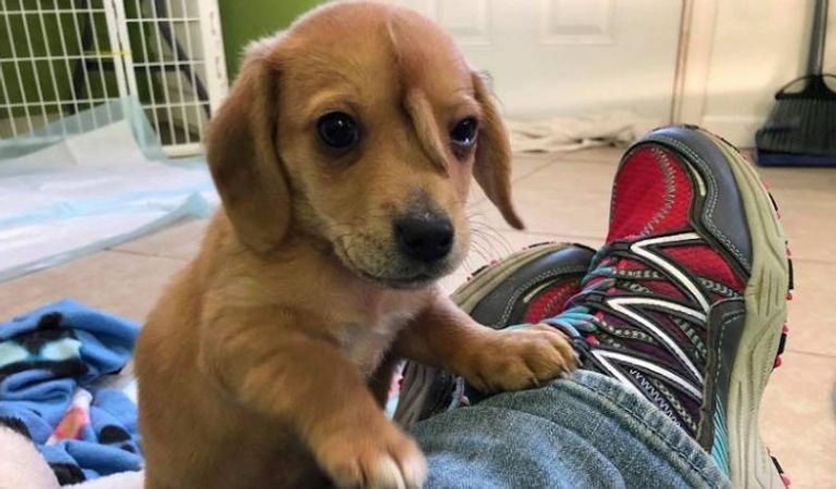 إنقاذ جرو لديه ذيل ثانٍ في جبهته