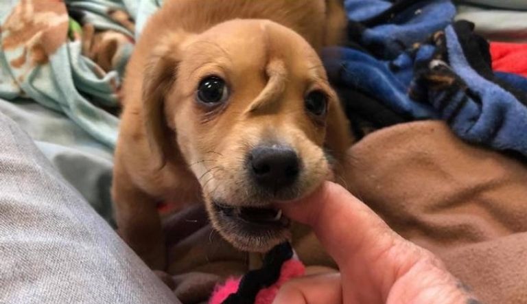 إنقاذ جرو لديه ذيل ثانٍ في جبهته