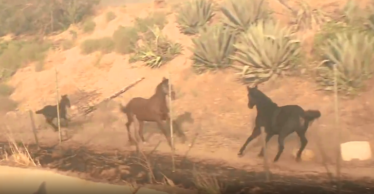 الحصان عاد مع فرس ومهر