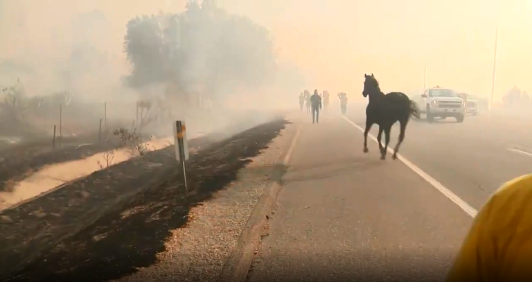 الحصان عاد مع فرس ومهر
