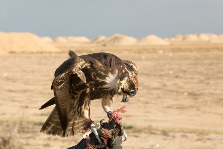 محمد ممدوح رئيس نادي الجوارح المصري