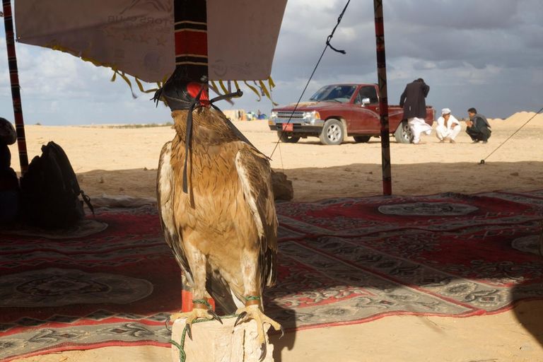 العشرات من مربّي الصقور شاركوا في الاحتفال