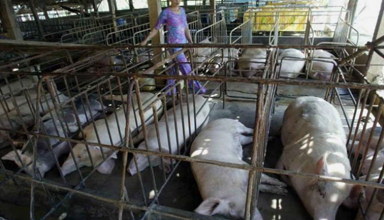 ألمانيا تستعد لمواجهة حمى الخنازير بعد اكتشاف إصابة ببولندا المجاورة