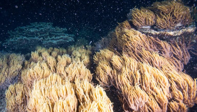 موسم التكاثر يبدأ في الحاجز المرجاني الكبير بأستراليا