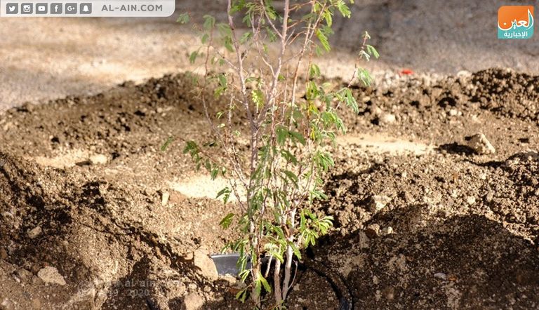 غرس شجرة الغاف في كاتدرائية برشلونة