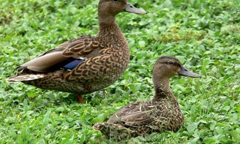 بطة هاوي بطة هاواي كانت مهددة بالانقراض