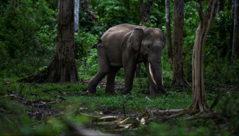 فيل في جزيرة سومطرة الإندونيسية - أرشيفية