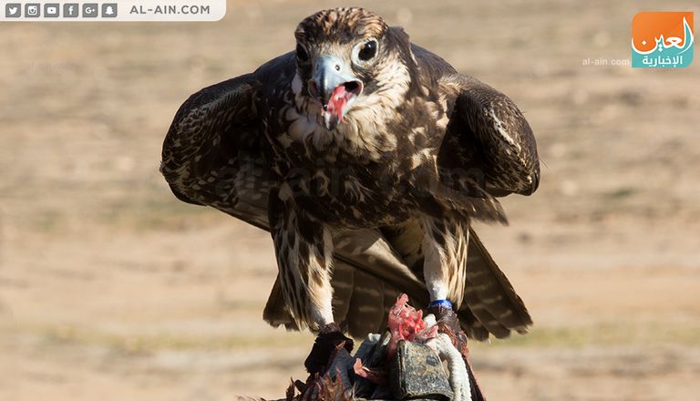 شعبان الحبوني أقدم صقاري مصر