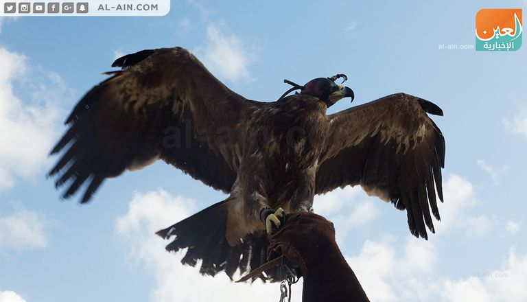 شعبان الحبوني أقدم صقاري مصر
