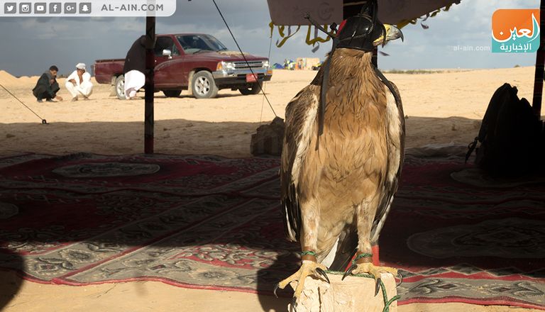 شعبان الحبوني أقدم صقاري مصر