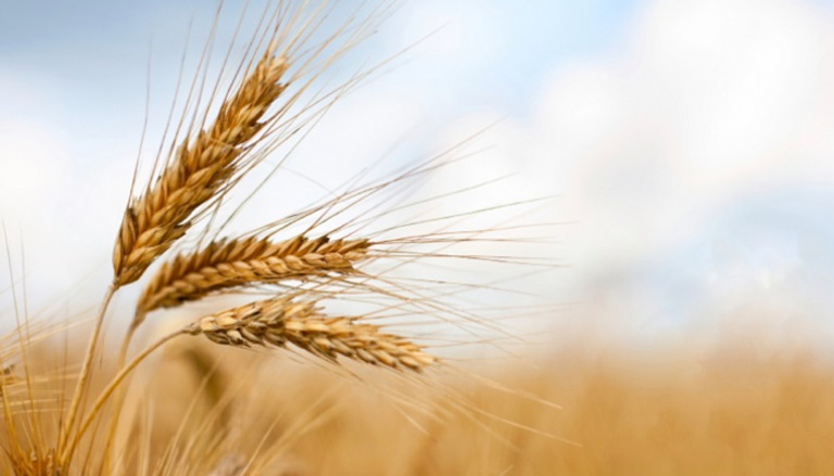 تجار: الجزائر تشتري نحو 500 ألف طن من القمح في مناقصة