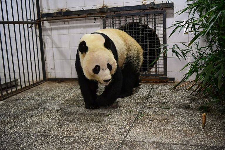 الباندا العملاق "باي باي"