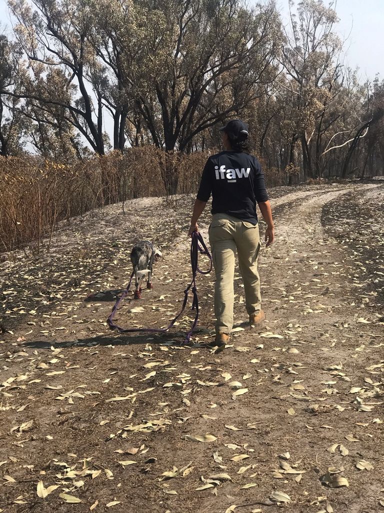 كلب المراعي الأسترالي الهجين "بيرو"