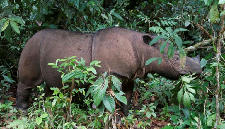 نفوق آخر وحيد قرن سومطري في ماليزيا