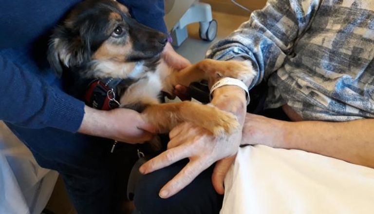 الكلب أثناء زيارة صاحبه المريض