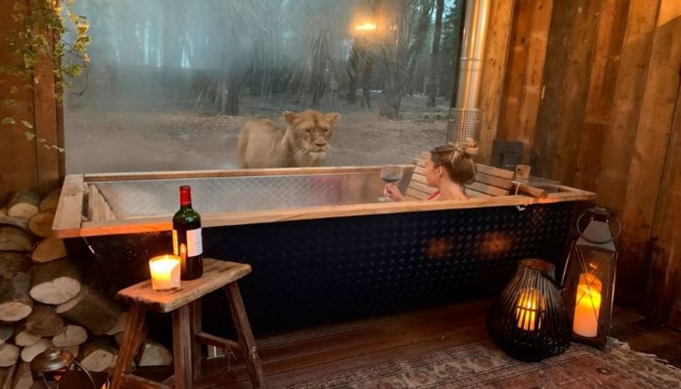 فندق بورت ليمبني يتيح لنزلائه تجربة العيش مع الأسود