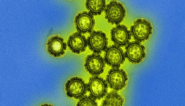 فيروس الإنفلونزا H3N2