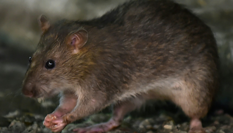 جرثومة الطاعون تنتقل إلى البشر من الفئران المصابة عن طريق البراغيث