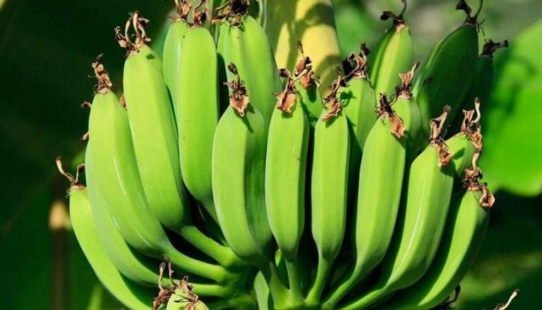 ثمرة الموز تمثل 12% من مكونات الشجرة - أرشيفية