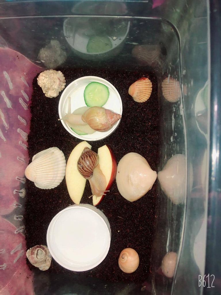 لا آثار جانبية لإفرازات الحلزون على البشرة