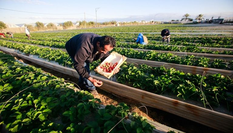 تصدير فراولة غزة إلى الخليج العربي
