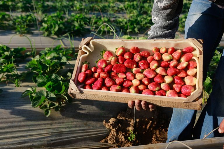 تصدير فراولة غزة إلى الخليج العربي