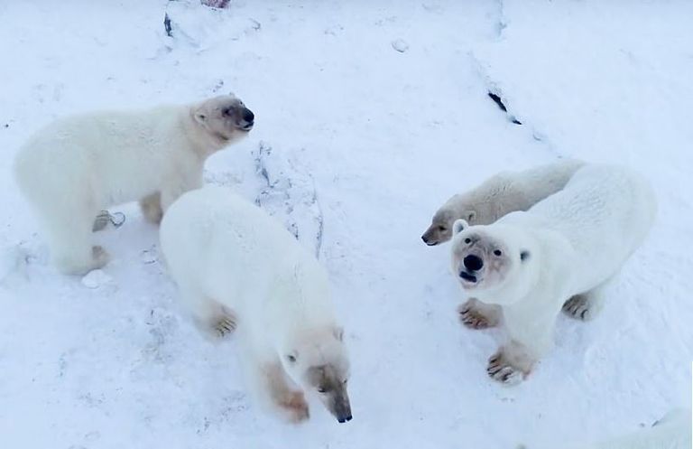 الدببة تتجمع حول طعام قدمه أهالي القرية