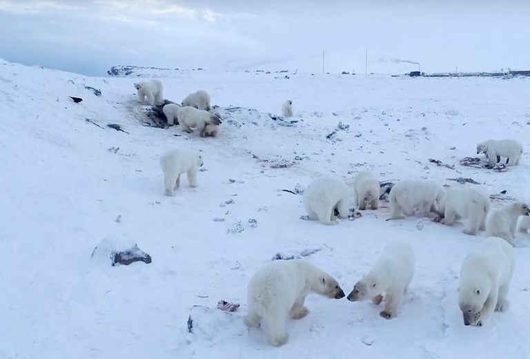 الدببة تتجمع حول طعام قدمه أهالي القرية