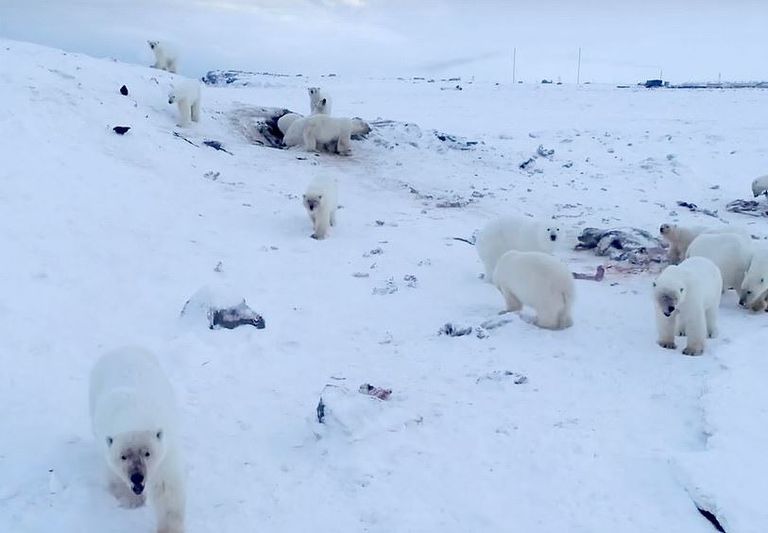 الدببة تتجمع حول طعام قدمه أهالي القرية