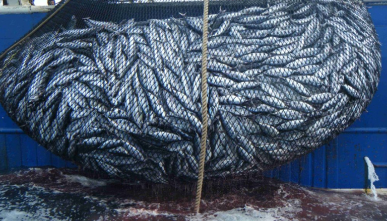 سفن الصيد التركية تهدد البيئة البحرية الموريتانية 