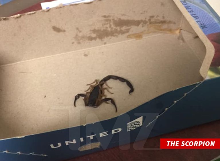 العقرب لدغ الراكبة عدة مرات