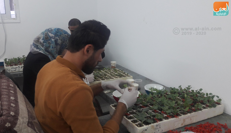 مختبر لتركيب النباتات في غزة